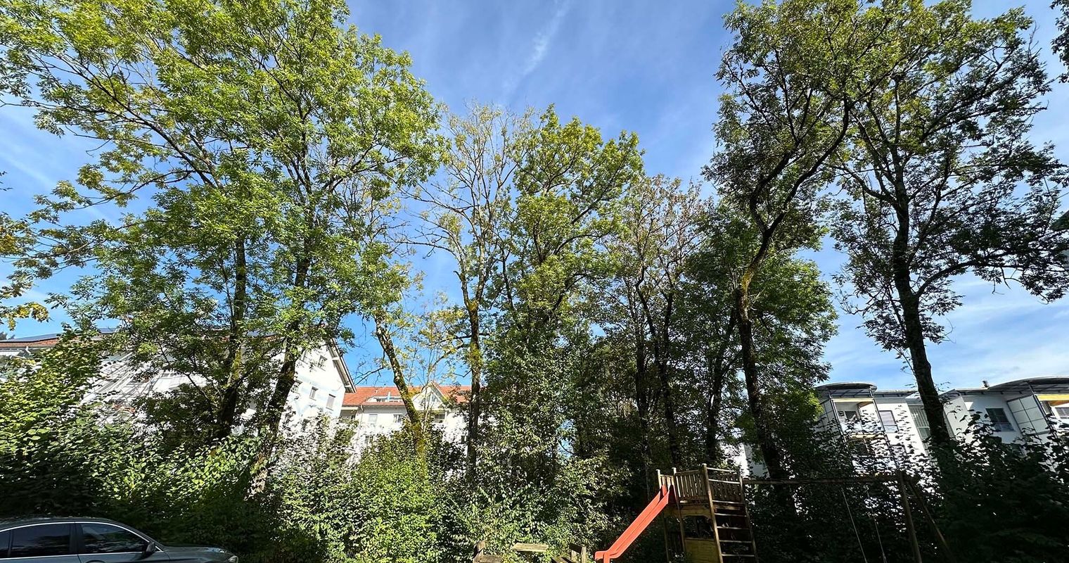 Gefahr für Quartier: Kriens fällt mehrere Bäume