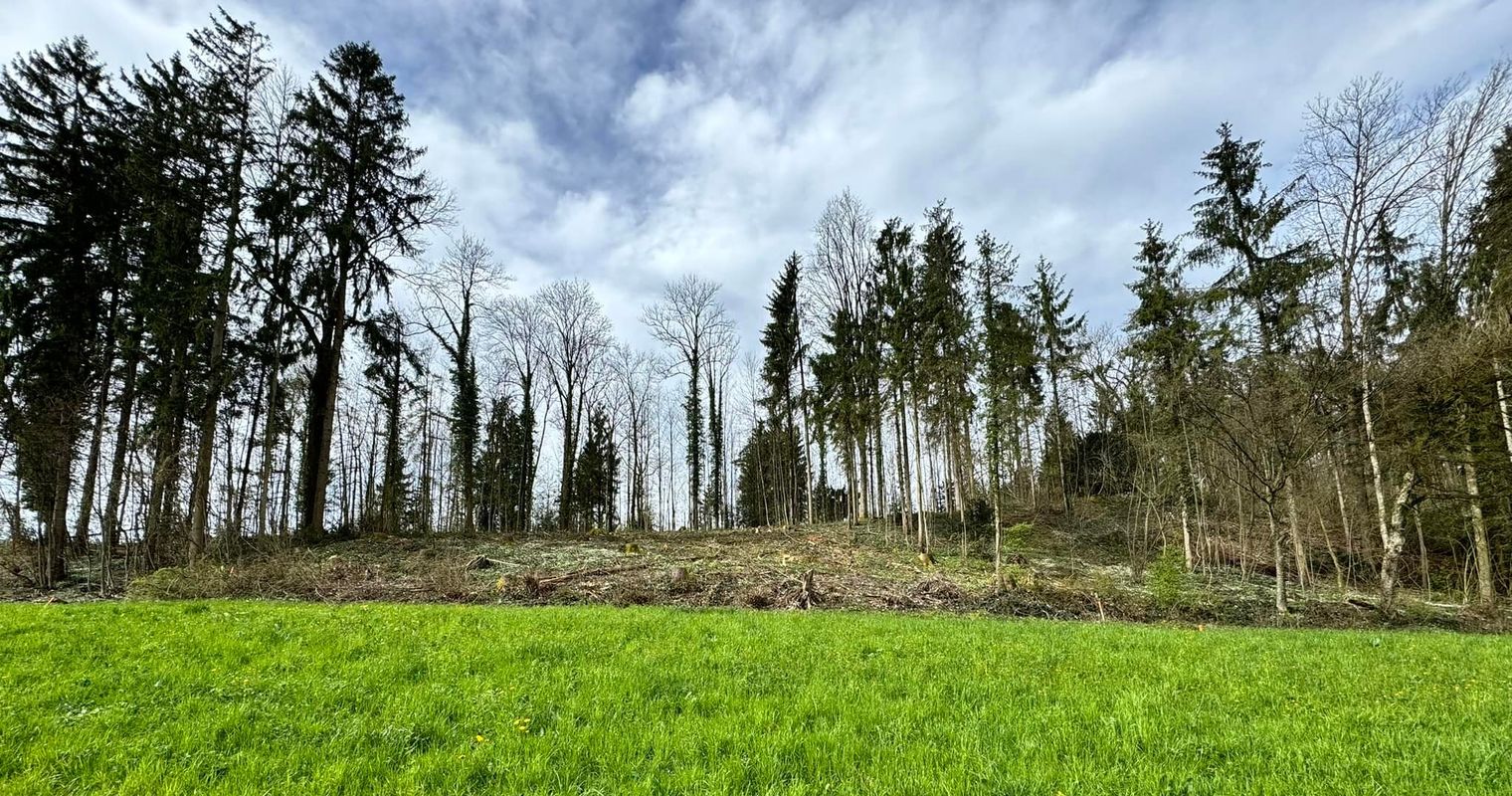 Viele Bäume gefällt – was geschieht in diesem Zuger Wald?