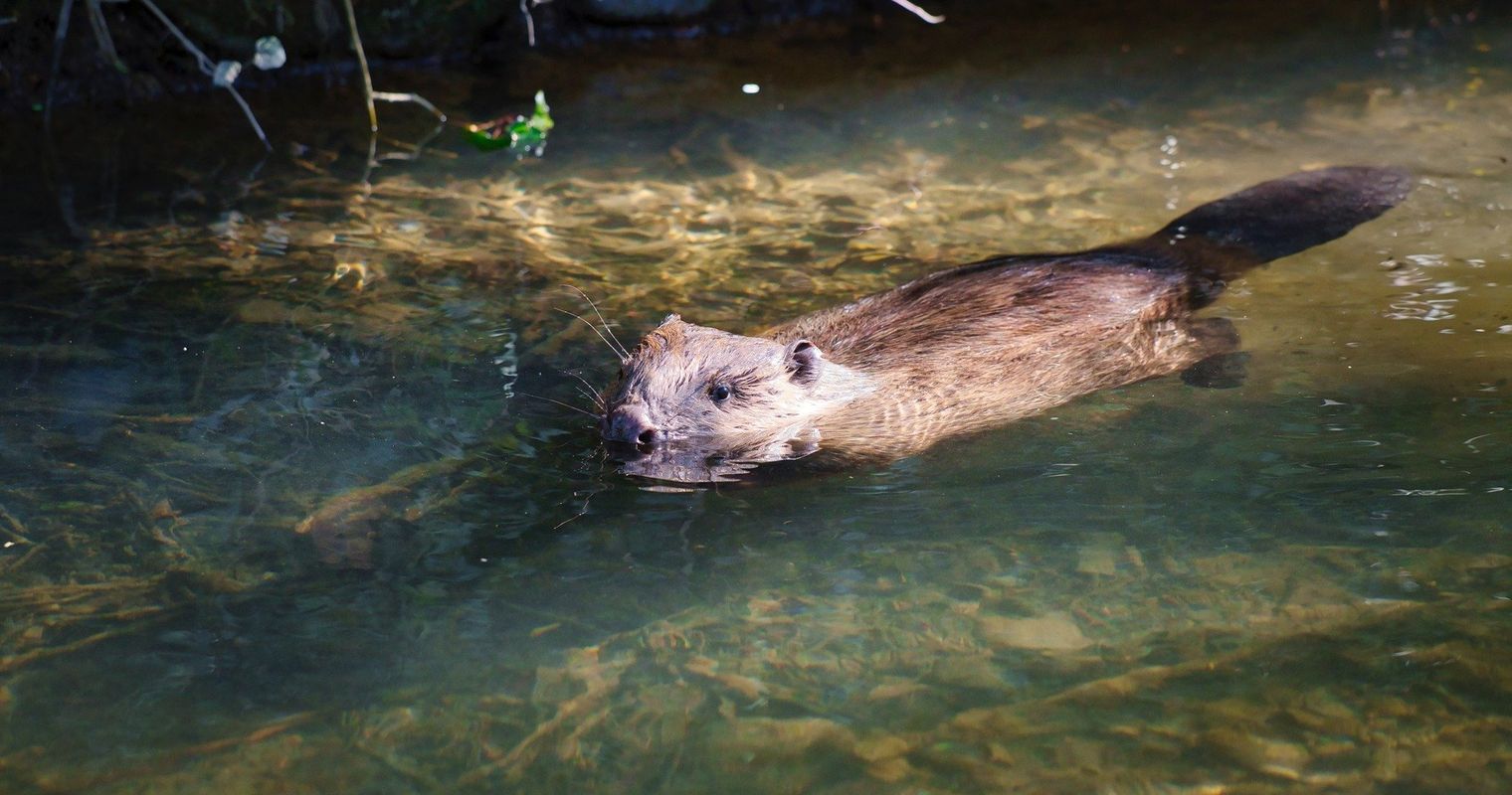Wegen dieses Nagers müssen Hunde in Baar an die Leine
