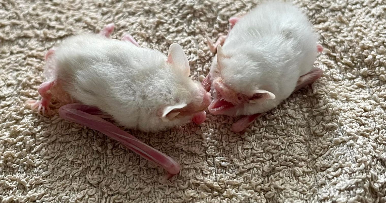 Albino-Fledermäuse gefunden: «Wie ein Sechser im Lotto»