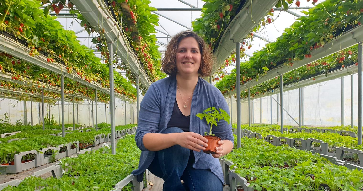 Tomaten aus Cham: Kooperation lässt die Herzen von Köchinnen und Gärtnern höherschlagen