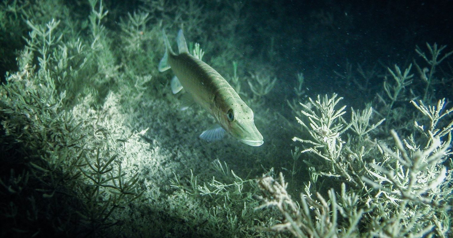 Chemikalien im See: Zuger Berufsfischer sind besorgt