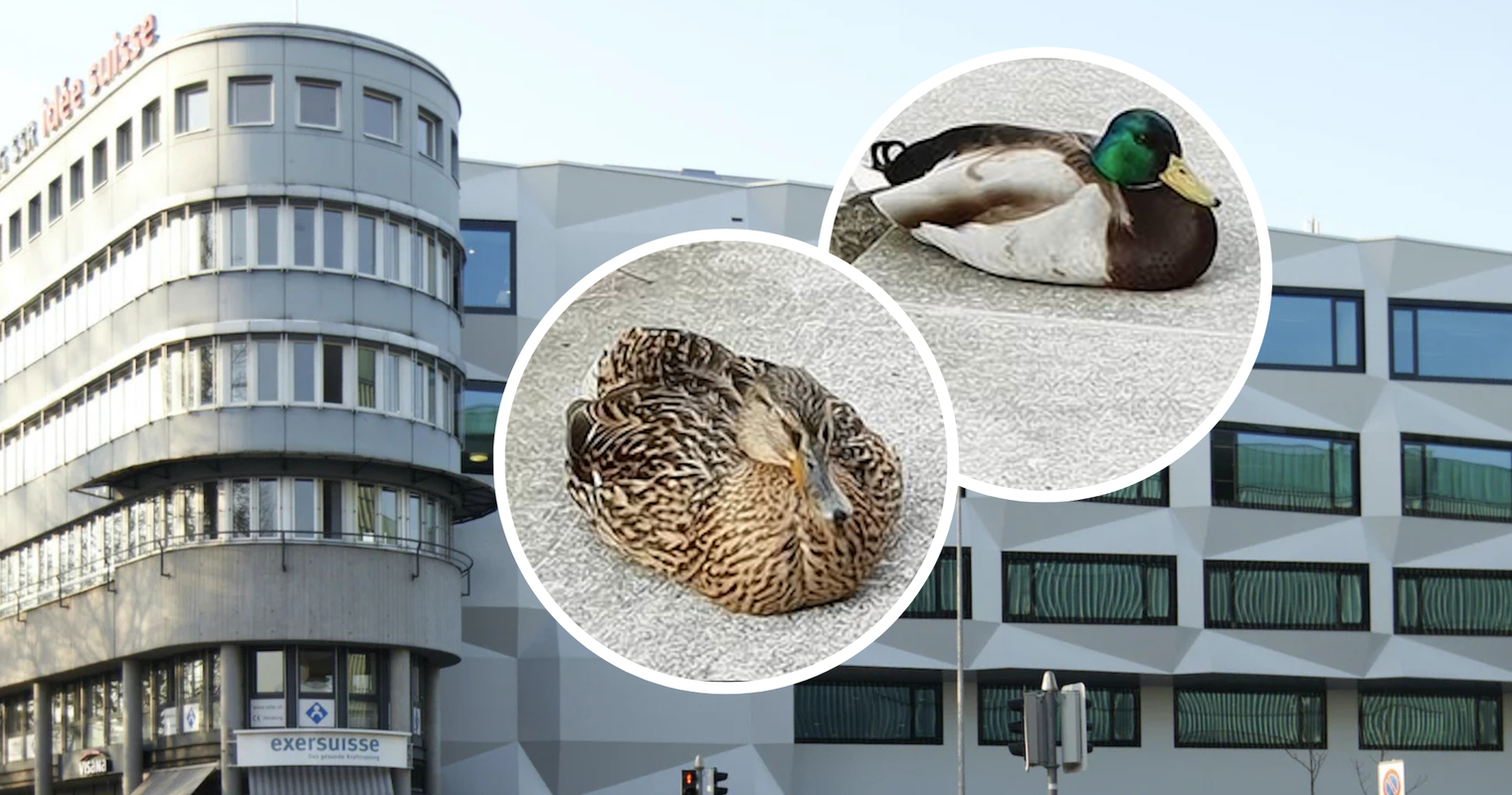 Das sind die niedlichsten Studenten der Uni Luzern
