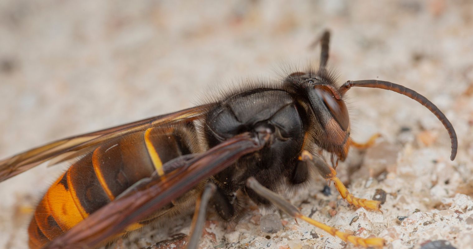 Invasive Tierart nistet sich im Kanton Luzern ein