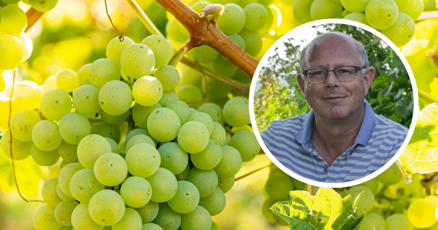 Nasser Spätsommer: Zentralschweizer Winzer bibbern um Ernte
