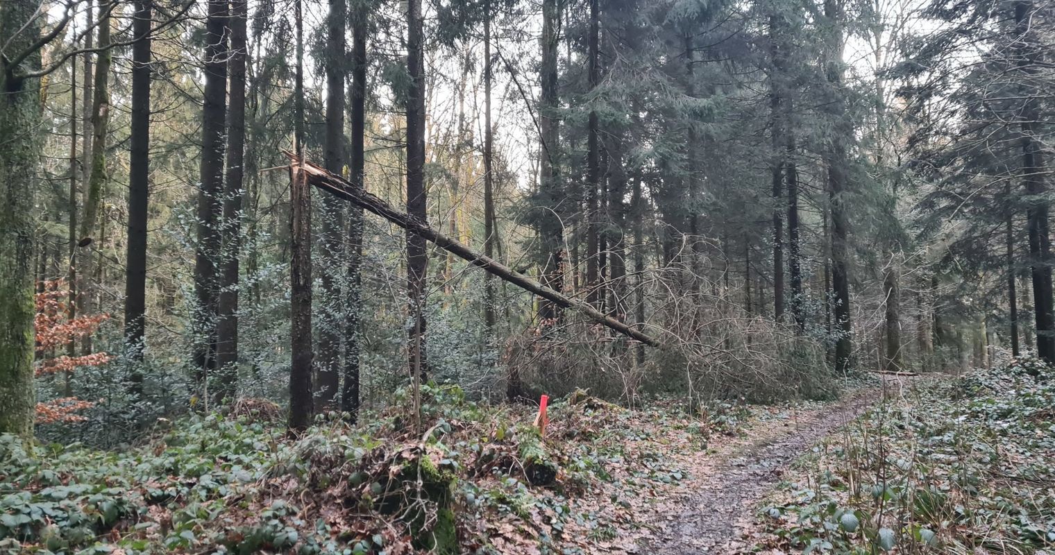Für die Luzerner Förster beginnt nun der Kampf gegen den Borkenkäfer