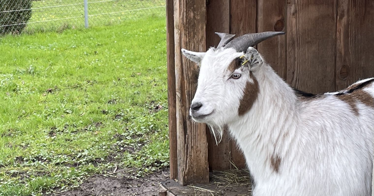 Vier Familien führen nun den Kleintierpark Zunacher