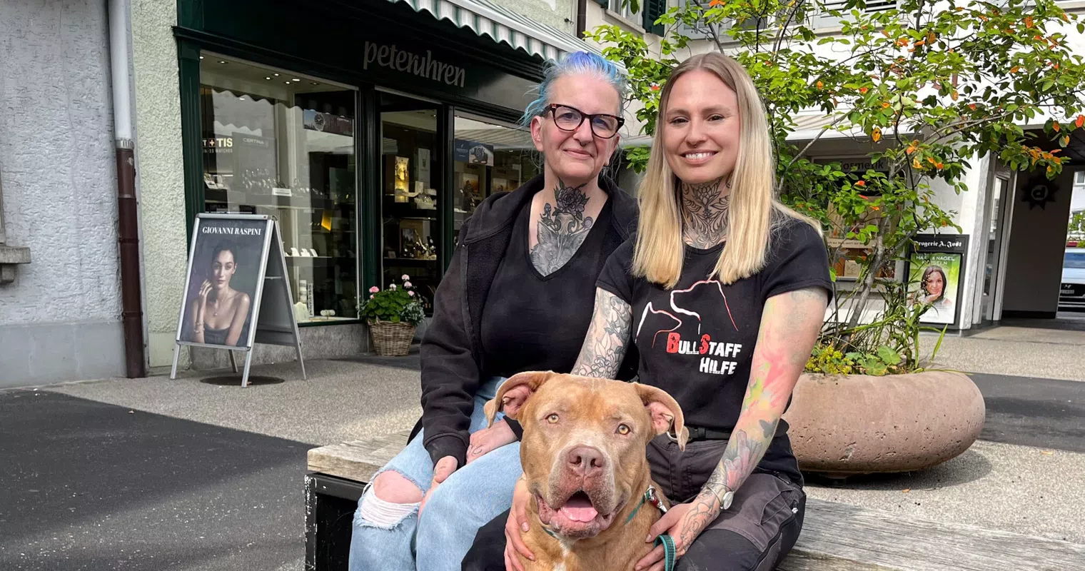 Sie kümmern sich in Luzern um Kampfhunde