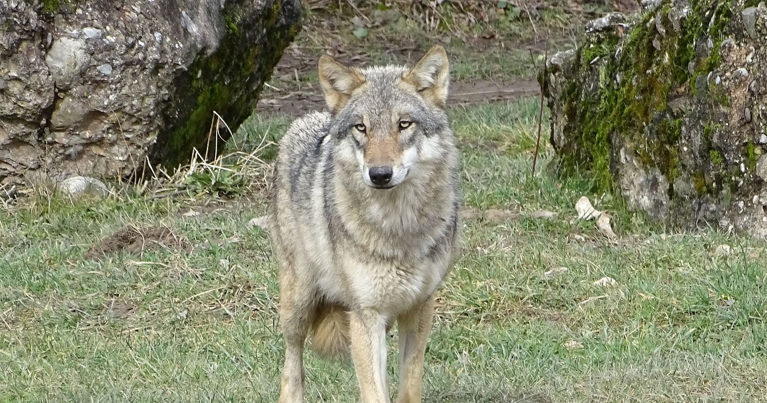 Mehrere Personen haben in Oberägeri einen Wolf gesehen
