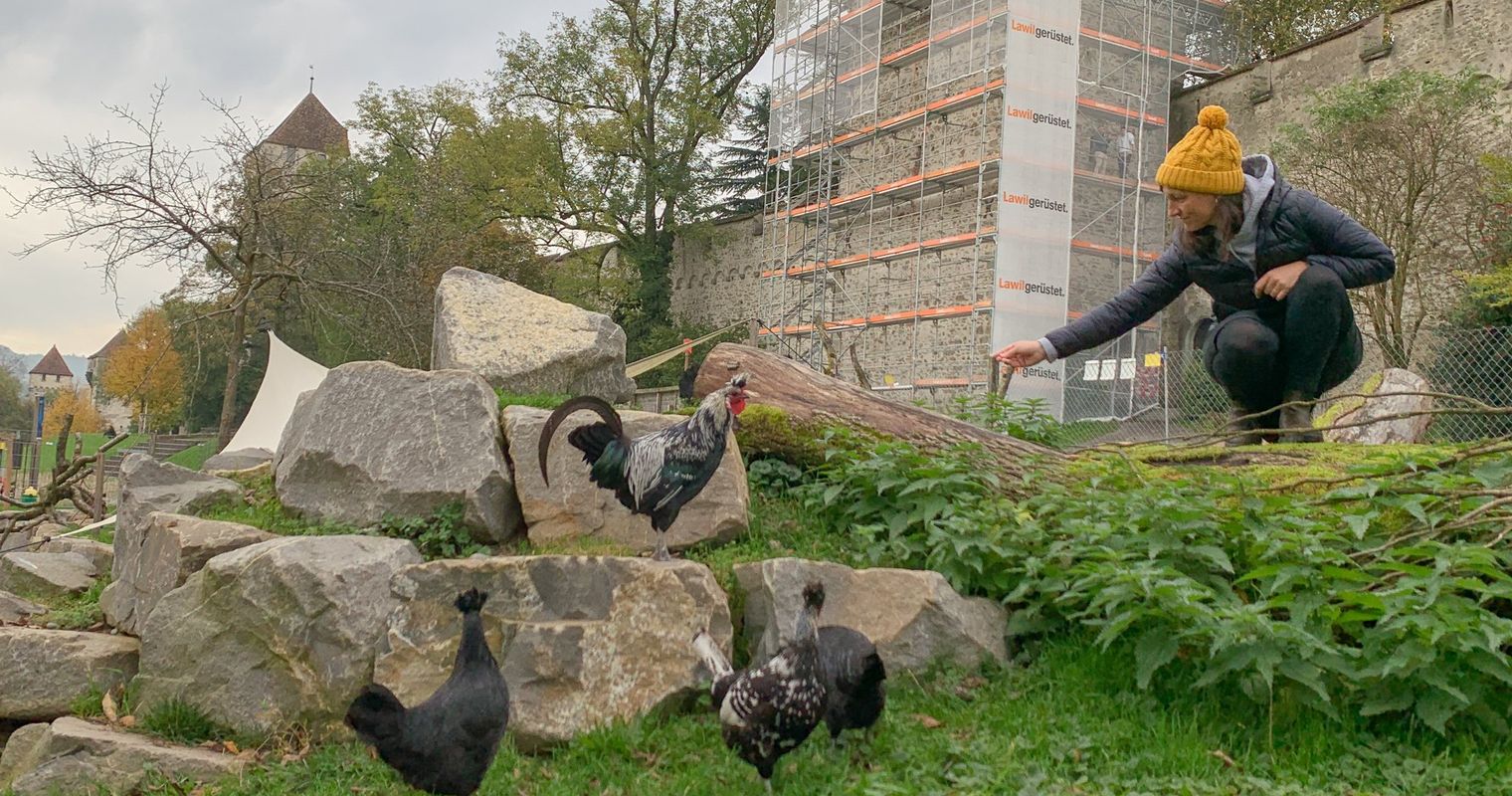 Stadtluzerner Güggel suchen neues Zuhause