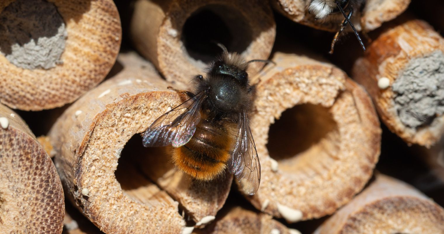 Cham soll zum Paradies für Wildbienen werden