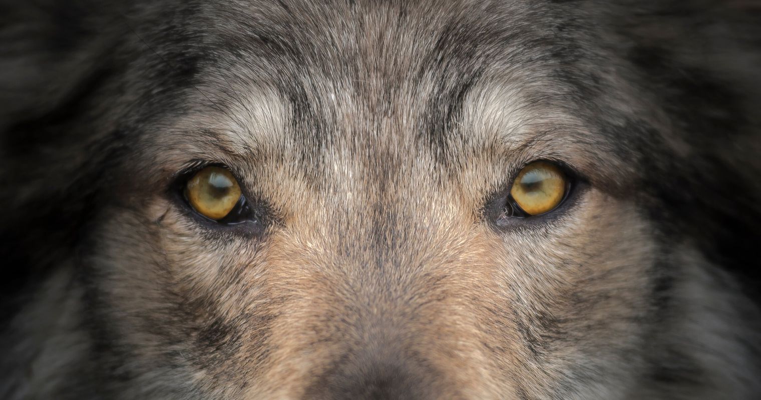 Trotz Rissen: Dem Luzerner Wolf geht es nicht an den Pelz