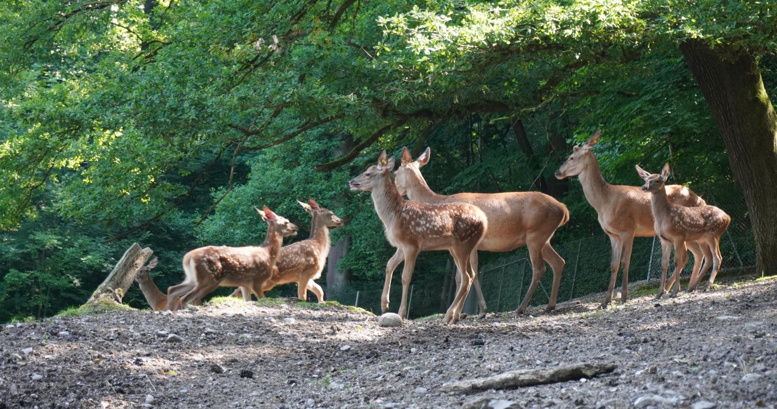 Jungtiere verzaubern Besucher im Luzerner Hirschpark
