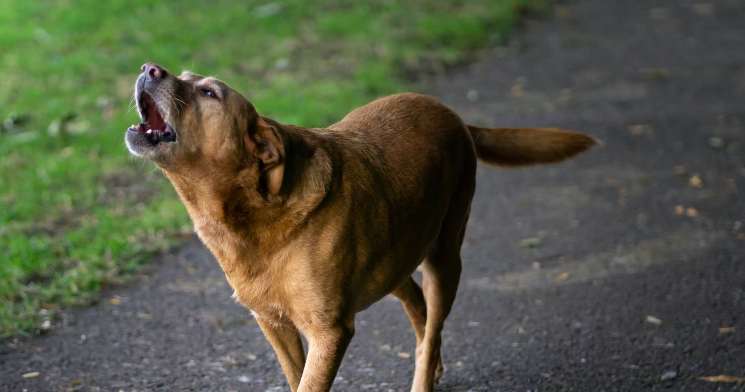 Immer mehr aggressive Hunde in Luzern
