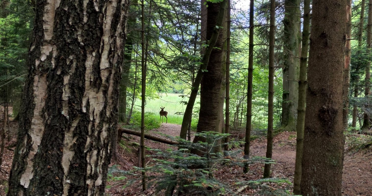 Licht in Zuger Wäldern? Das ist der Grund