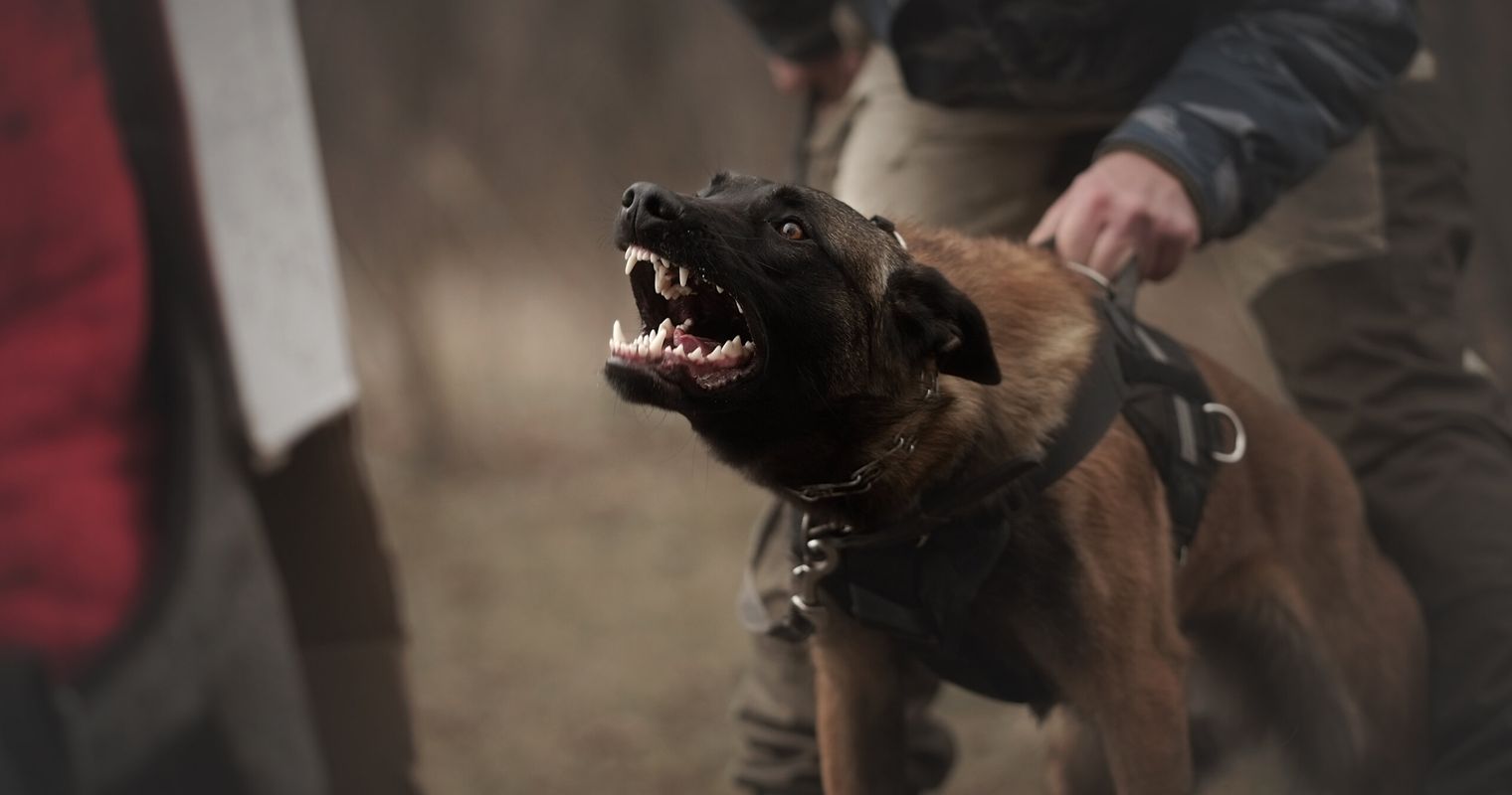 Polizeihund-Attacke: Polizist und Gebissener vor Gericht