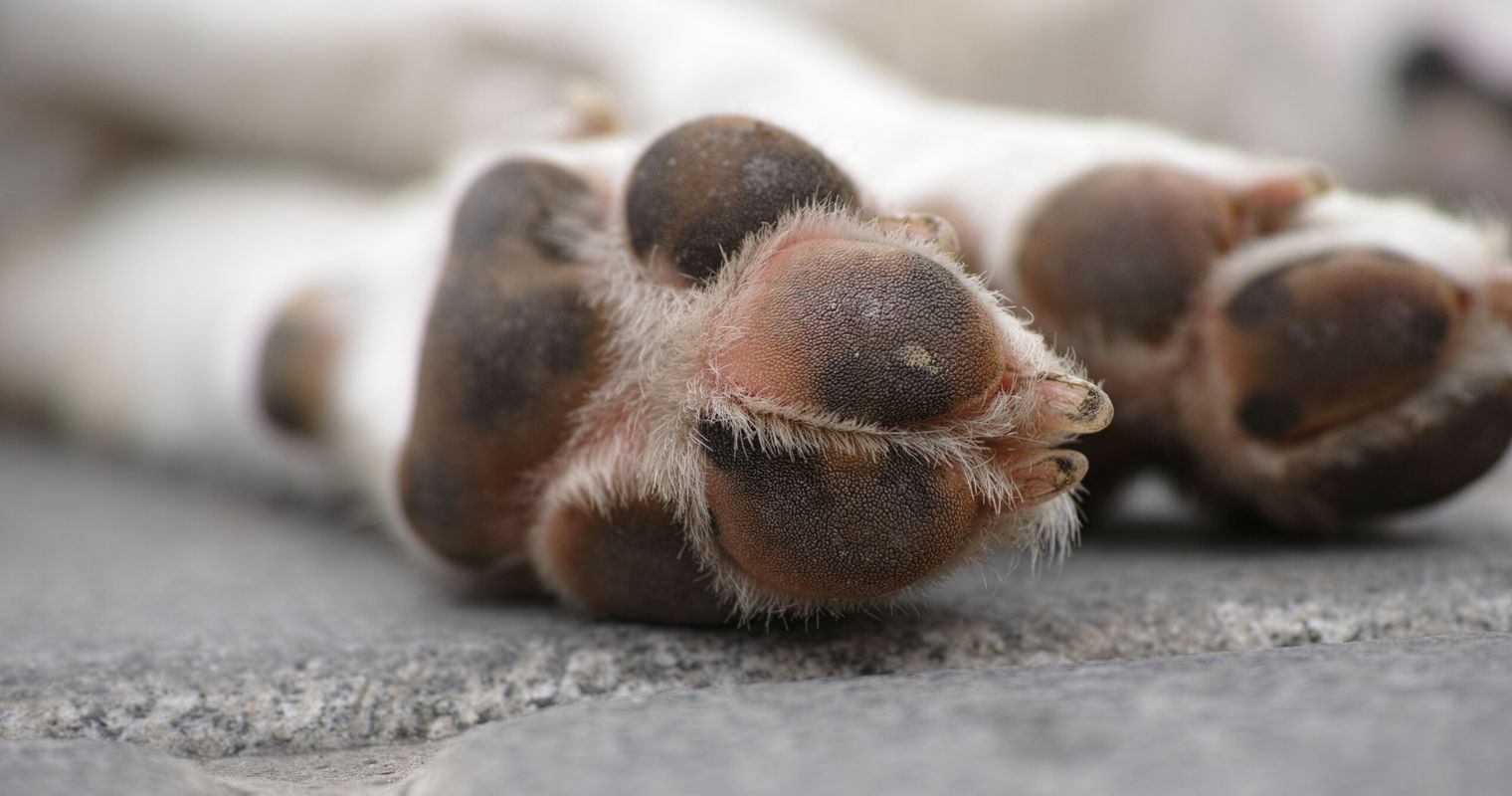 Hund qualvoll gestorben – Luzerner Halterin vor Gericht