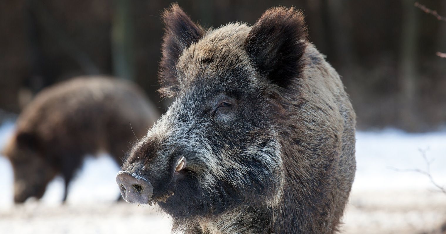 Meggen in heller Aufregung: Die Wildschweine kommen