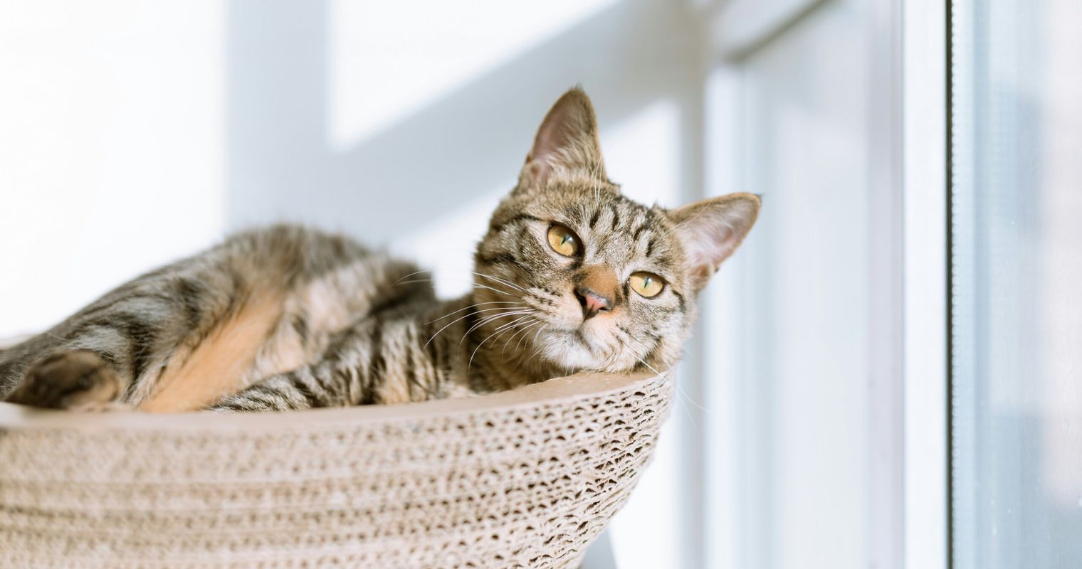 So spektakulär wurde Kater Fritz in Baar gefangen