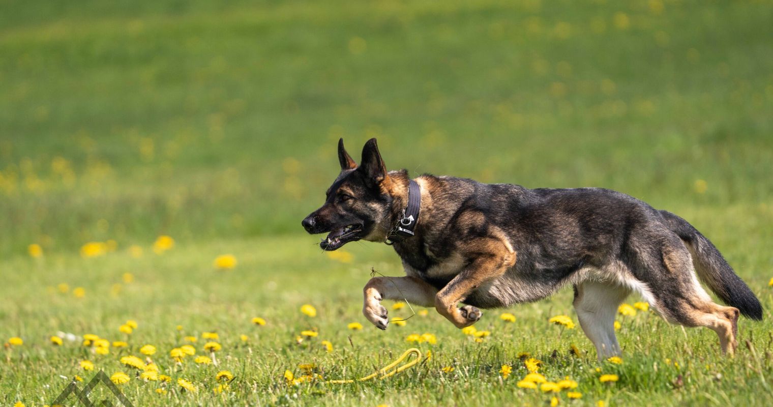 Polizeihunde schnappen jugendliche Einbrecher