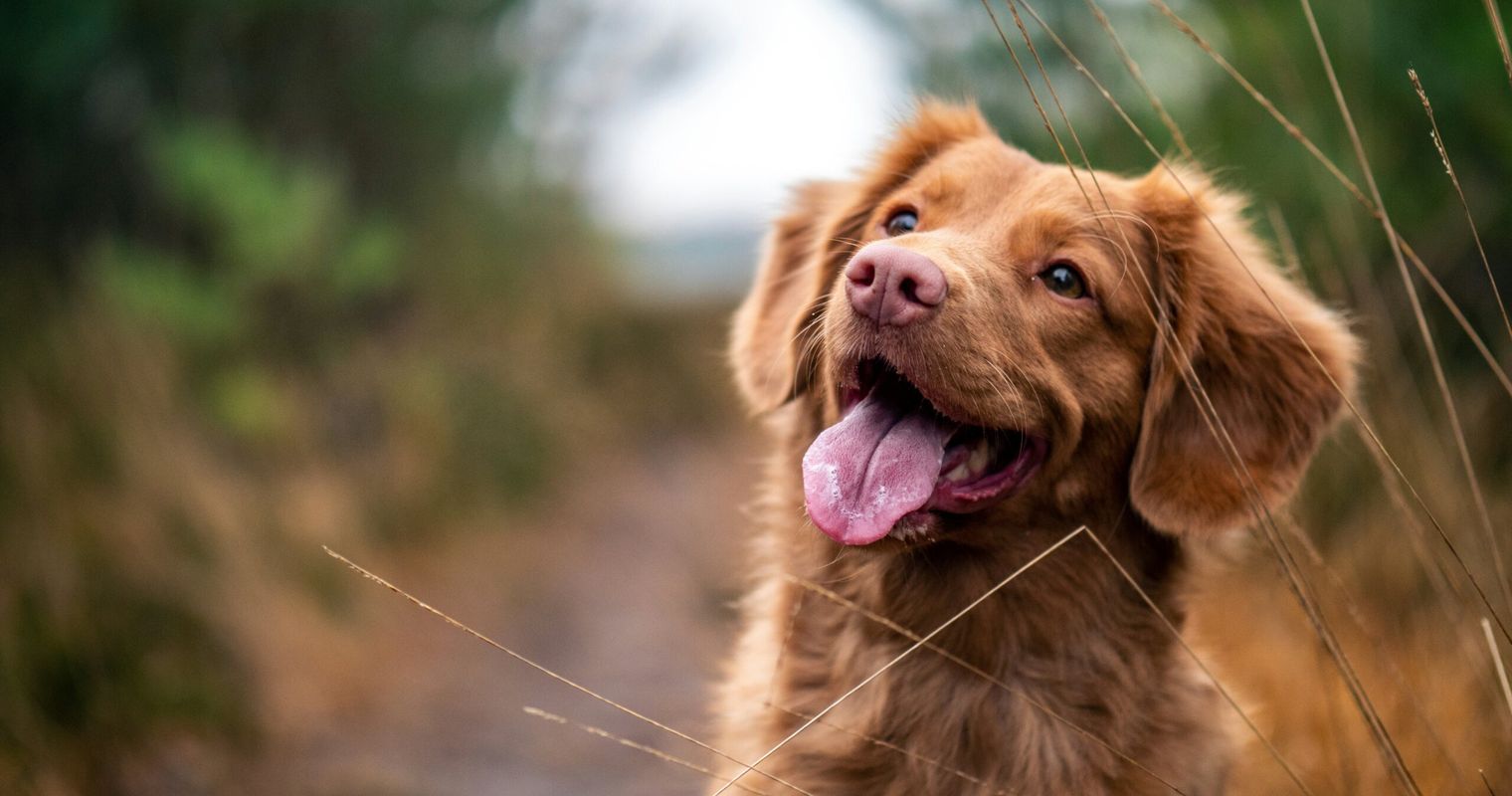 Kommission will Therapiehunde nicht von Hundesteuer befreien