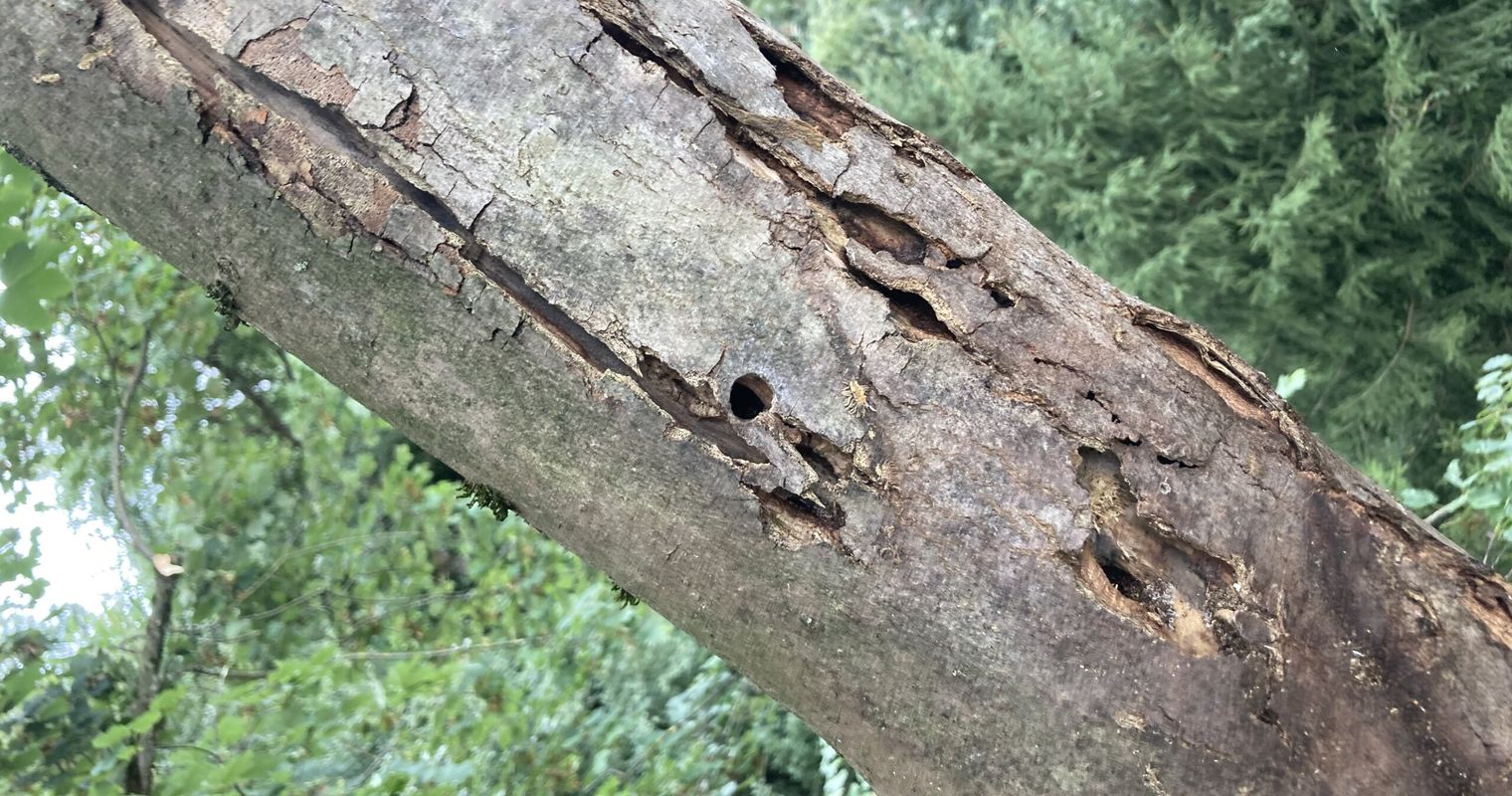 Tausende Bäume und Sträucher gefällt