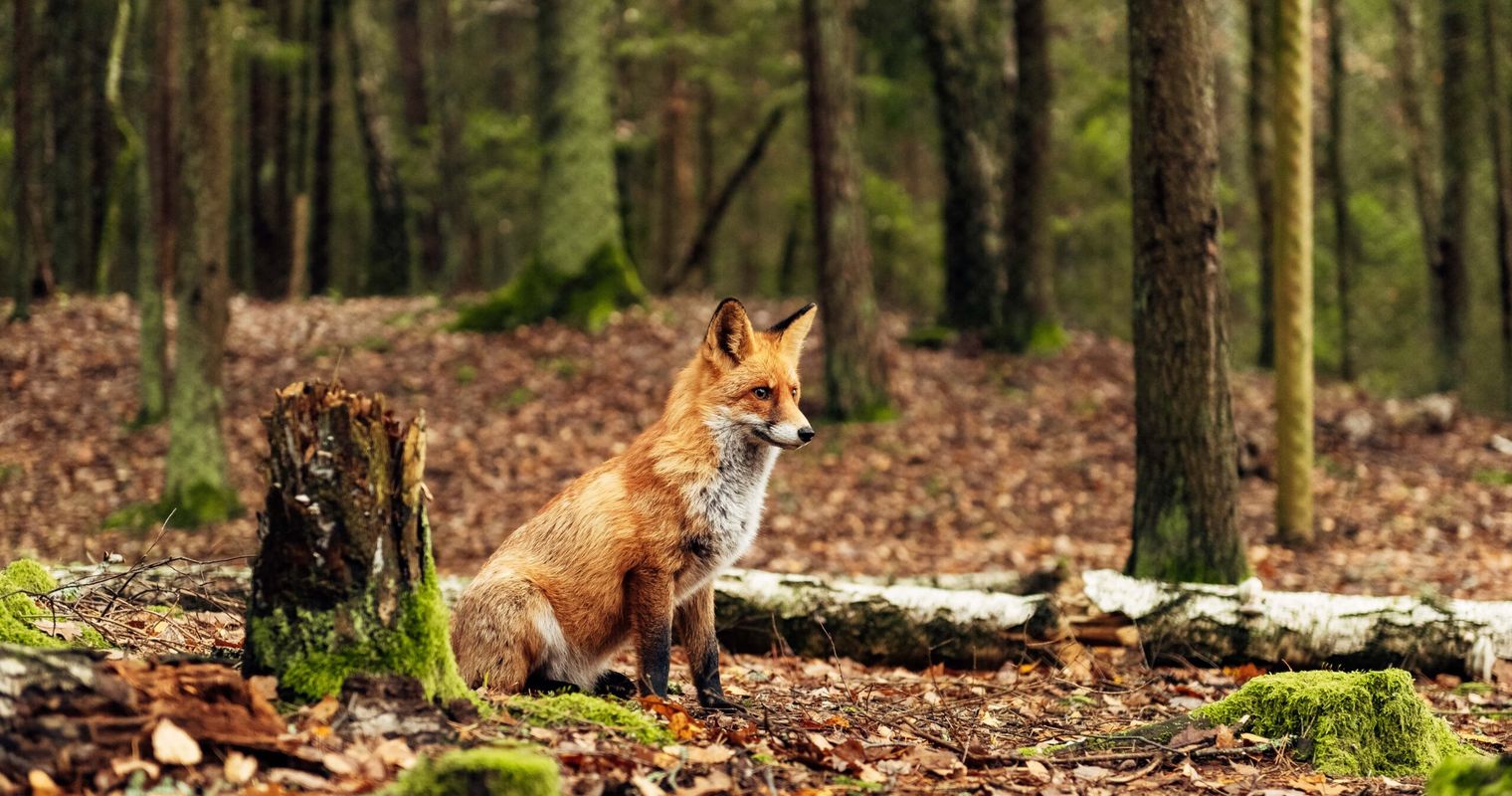 Staupe-Virus tötet Füchse im Bireggwald