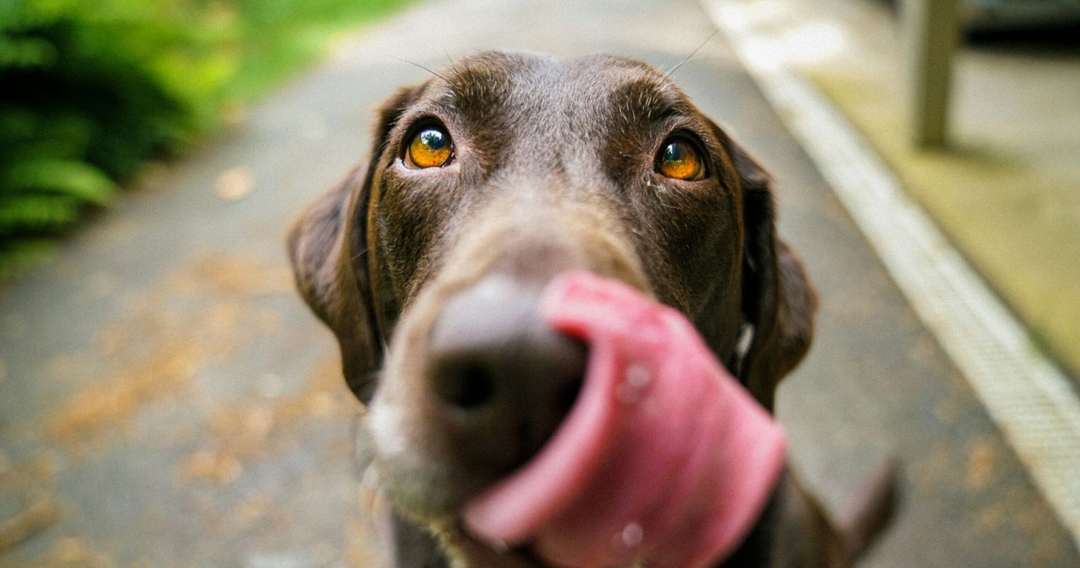 Hundehasser unterwegs? Giftköder an der Kleinen Emme gesichtet