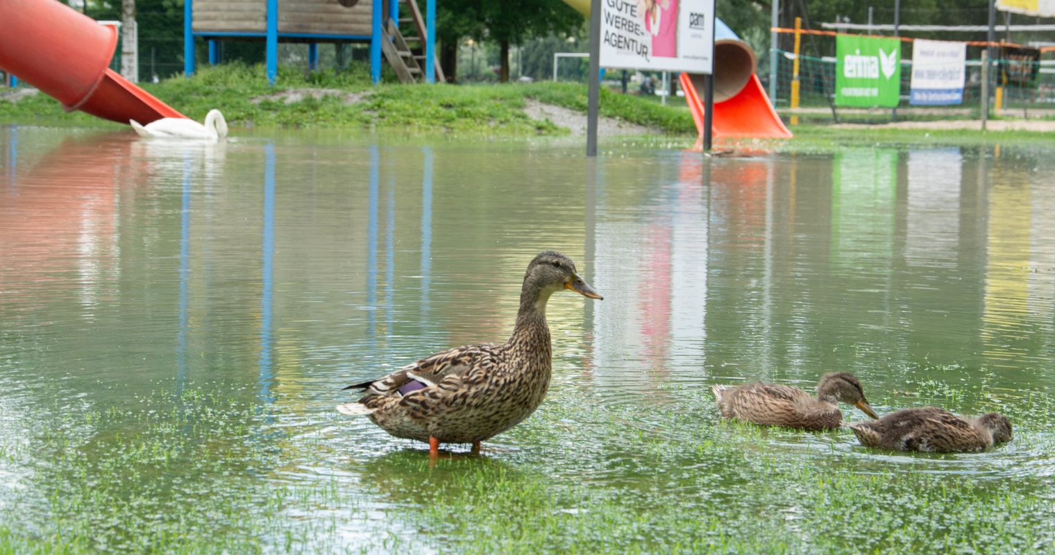 So meistern Ente und Forelle das Luzerner Hochwasser
