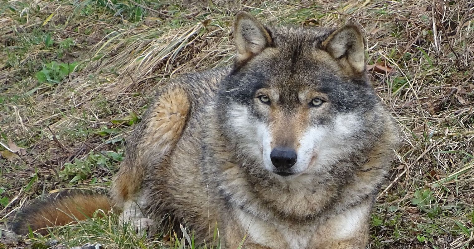 Das sagen Luzern und Zug zu mehr Wolfsabschüssen