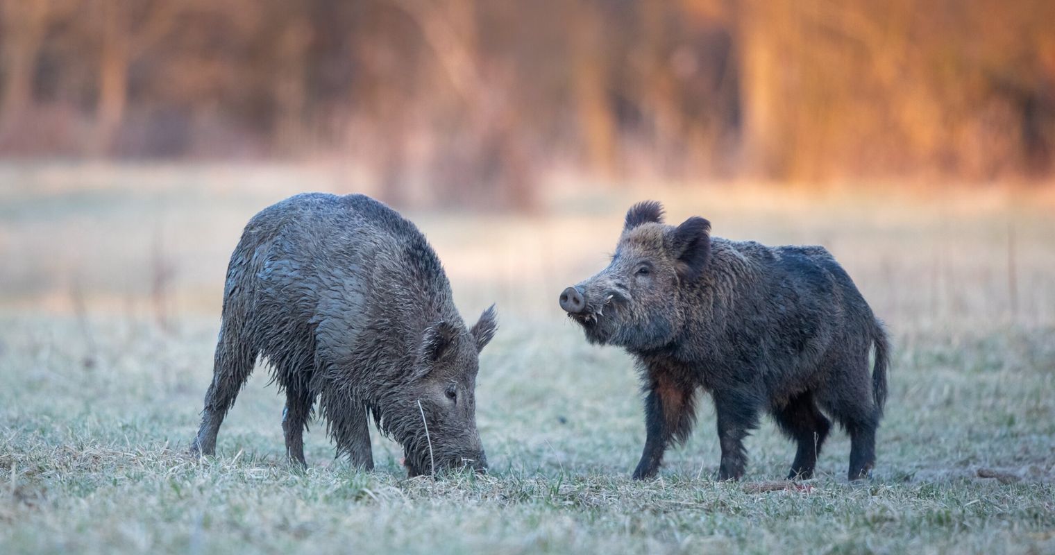 Wildschweine gesichtet: Was steckt hinter der Rückkehr?