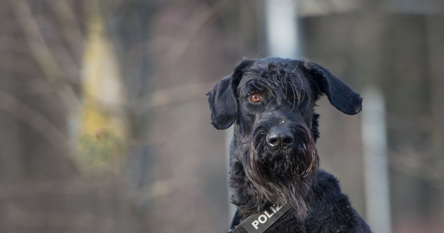 Zuger Polizeihund «Harvey» erschnüffelt Koks