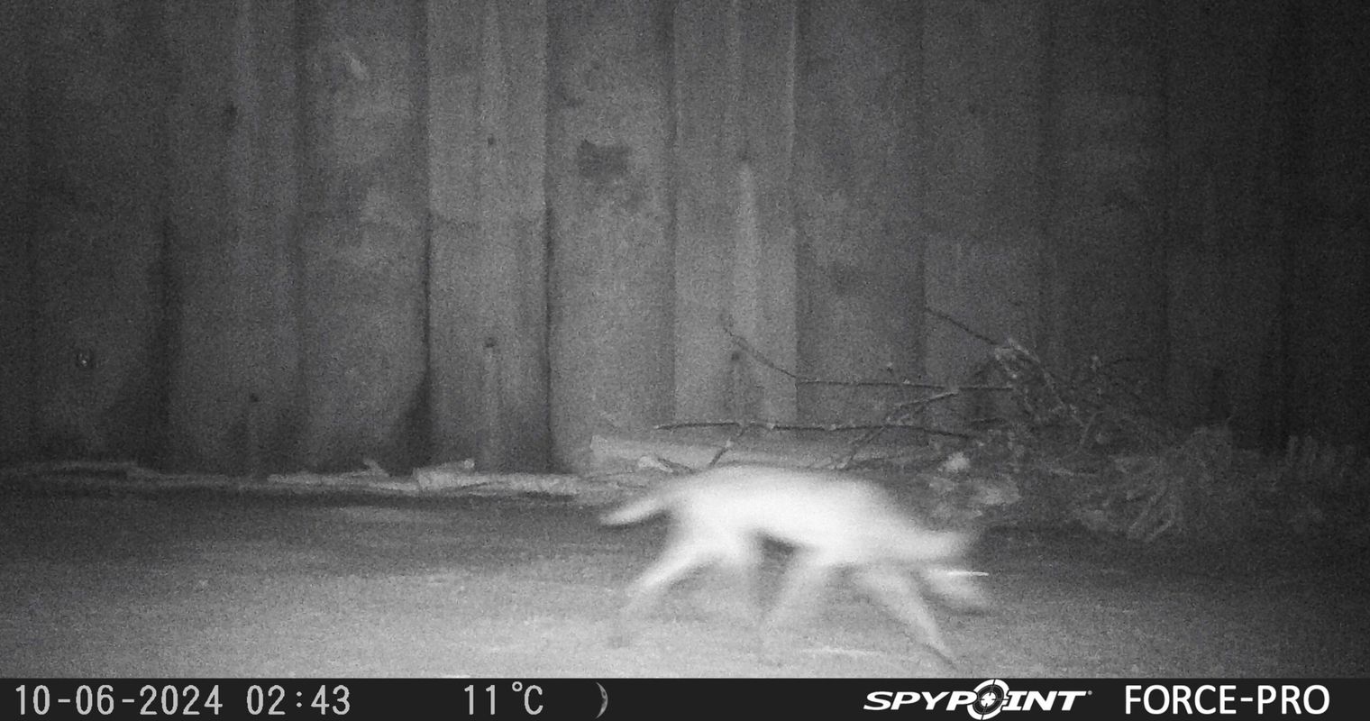 Wolf huscht erstmals durch Unterführung für Wildtiere