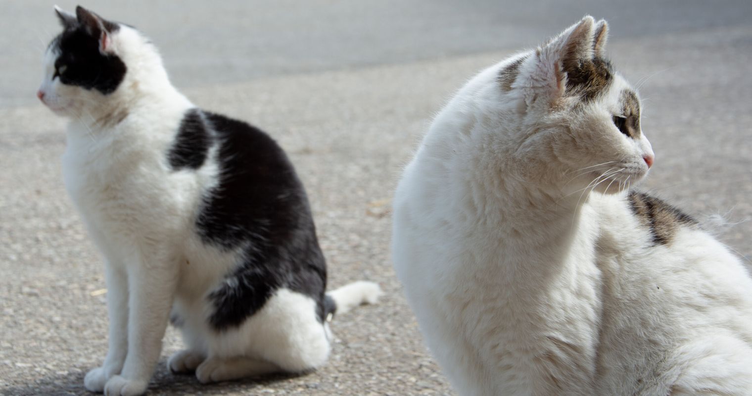 Katzenplage: Luzerner Gemeinden im Blindflug