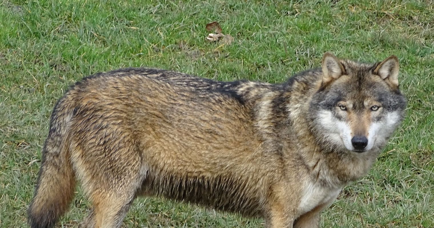 Streift in Oberägeri ein Wolf umher?
