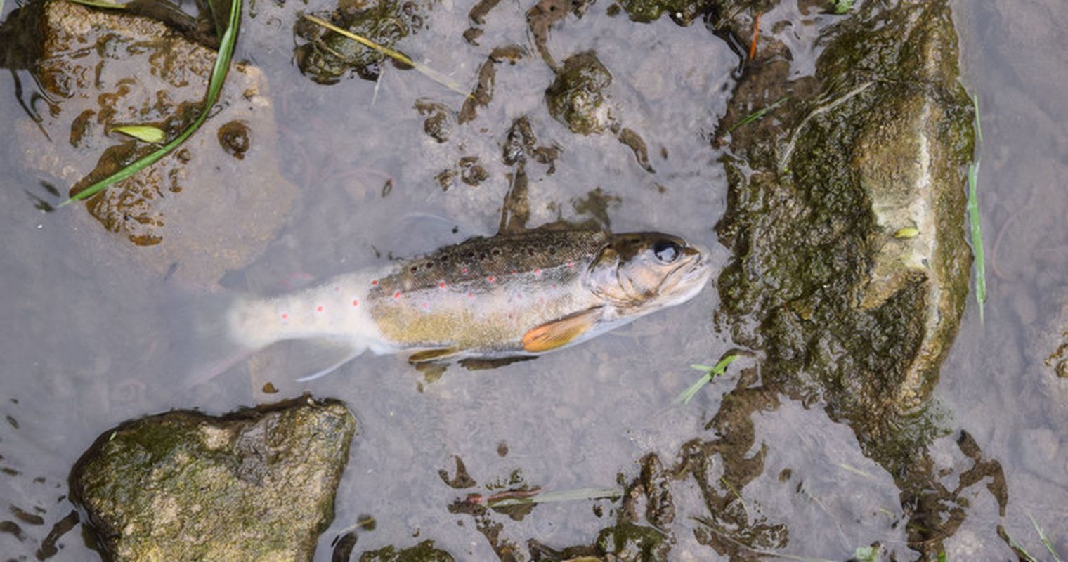 Fischsterben in Luzern: So wenige Fälle wie selten