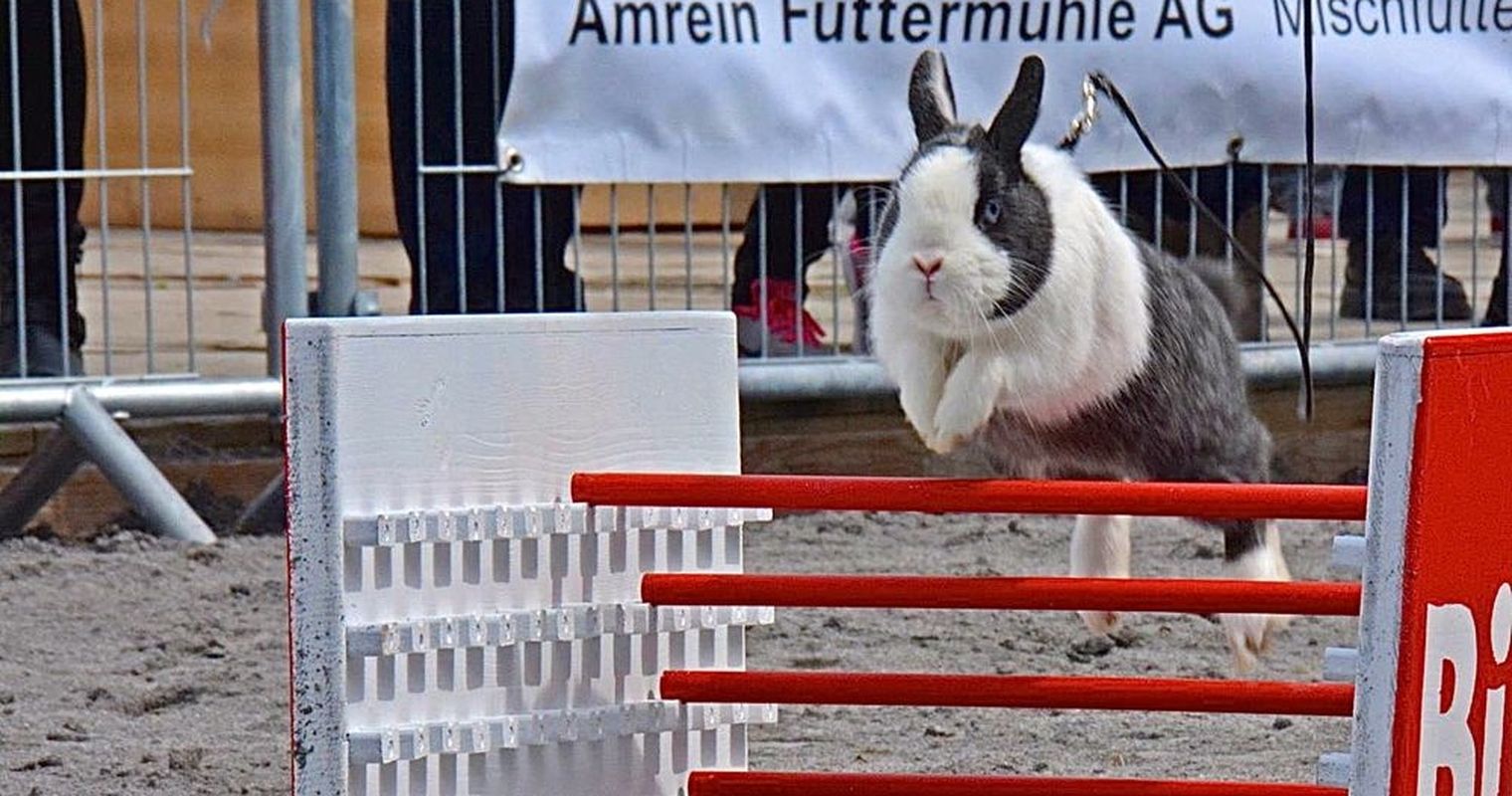 Das ist der beste Hoppel-Hase der Schweiz