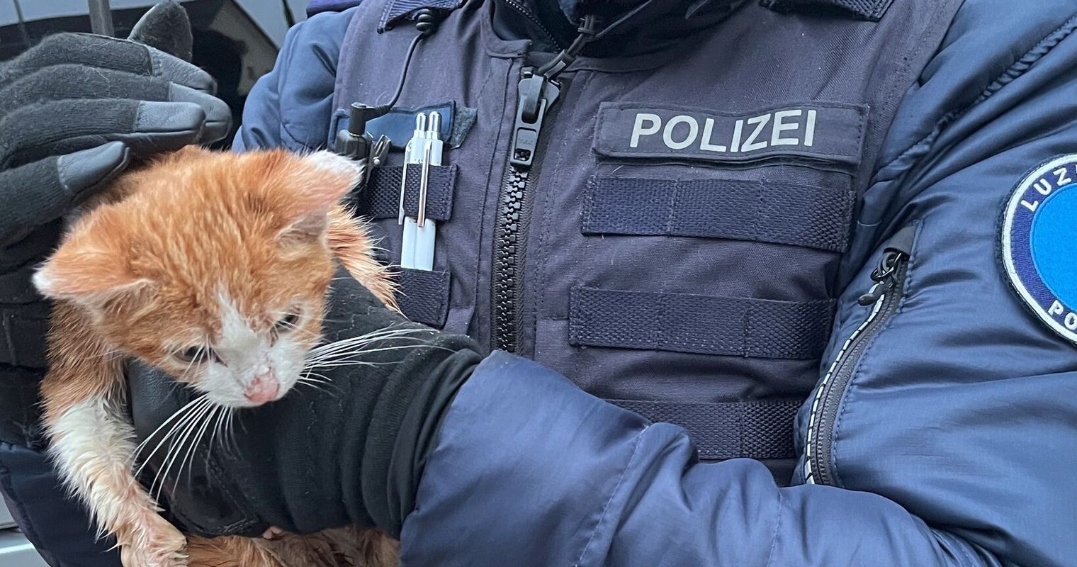 «Jöh»-Einsatz: Polizei rettet Büsi aus Abfallcontainer