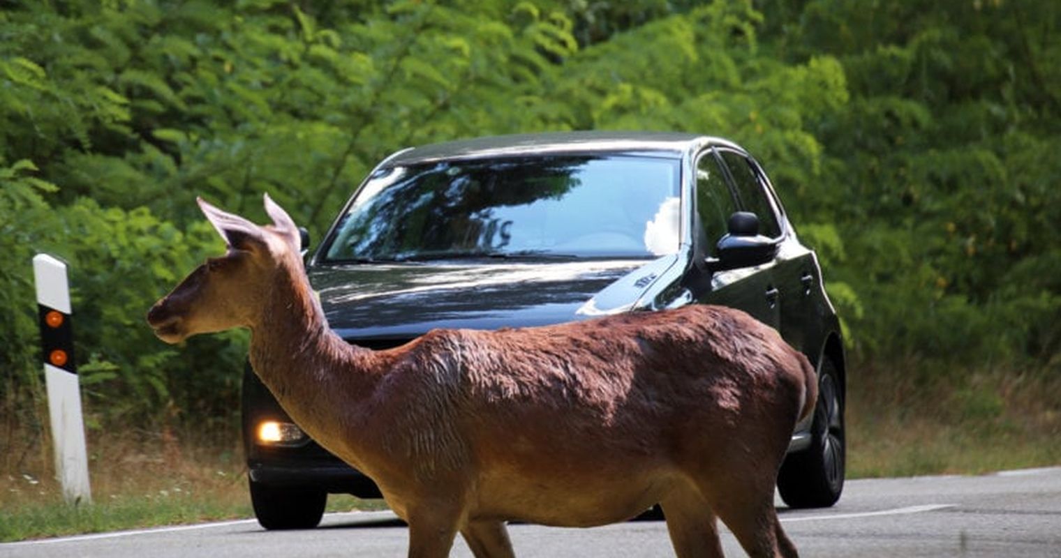 Wildtierbrücken über die A2: Mensch bleibt ein Problem