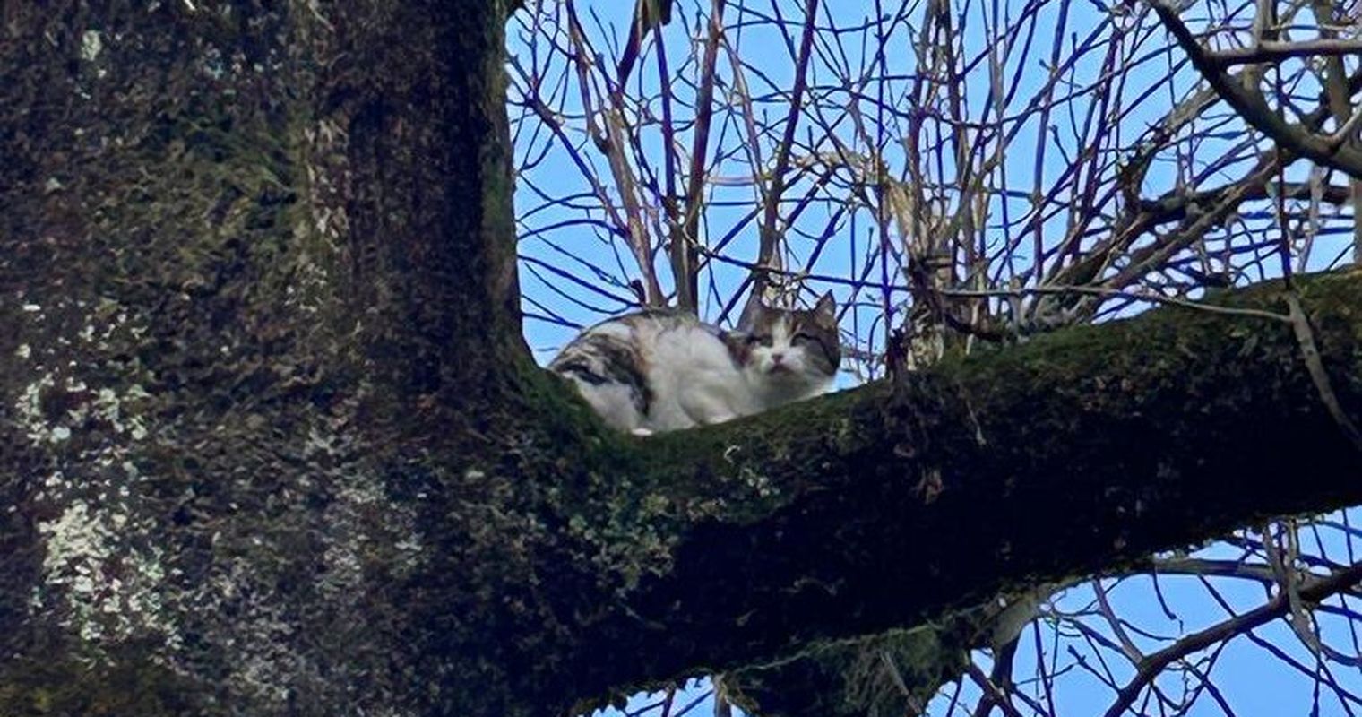 Baarer Katze führt Feuerwehr an der Nase herum