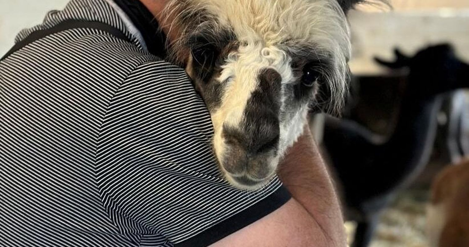 Auf dem Hof Vogelsang müssen auch Lamas zur Impfung