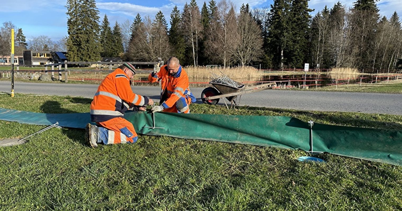 Rette Frösche, sammle Karma: Bist du neu Amphibienretter?