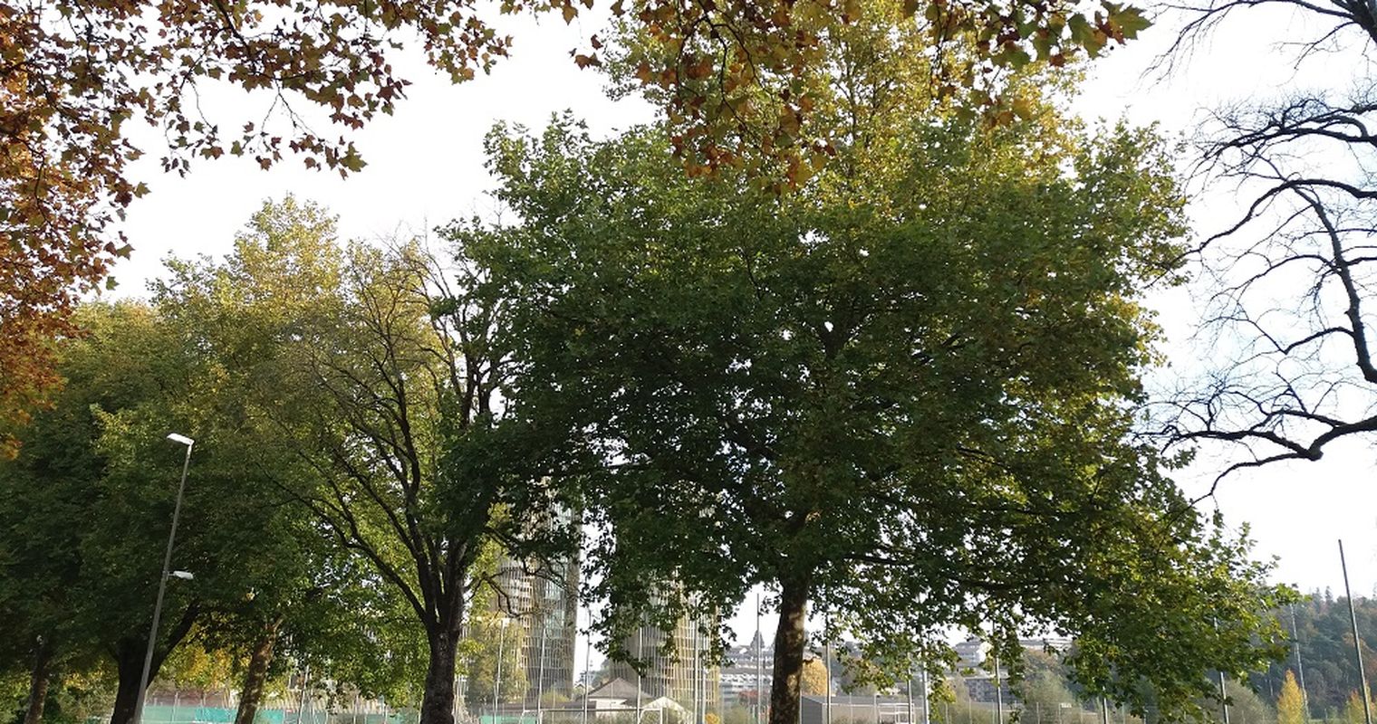 Stadt Luzern muss 105 Bäume fällen