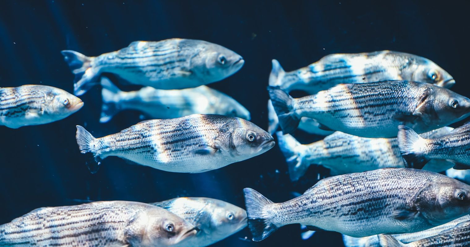 Die Uni als Aquarium