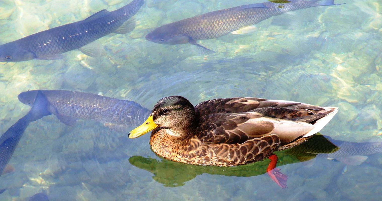 Im Vierwaldstättersee baden und den Korallen schaden