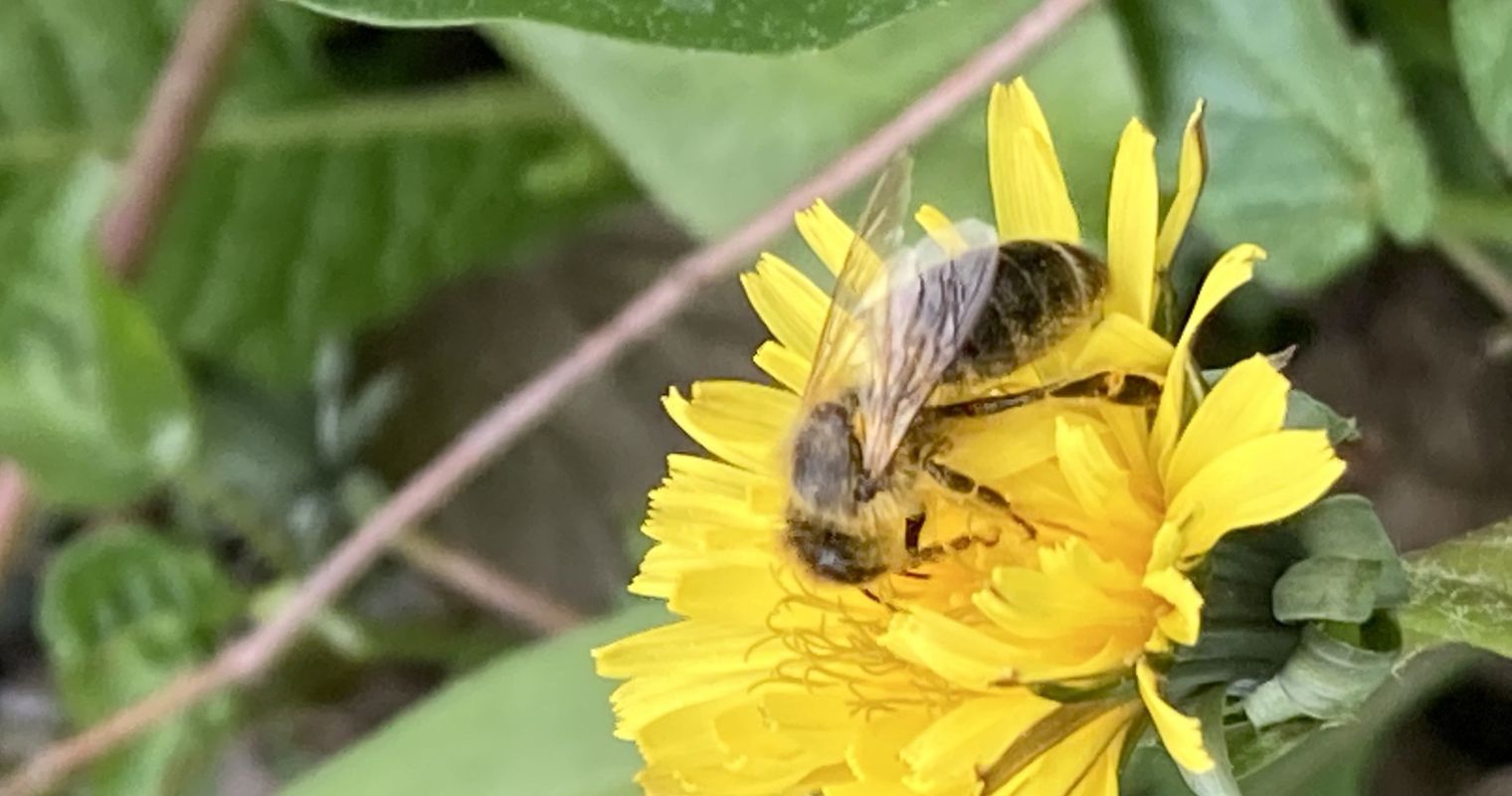 Wohlfühlklima für Wildbienen in meinem Luzerner Garten