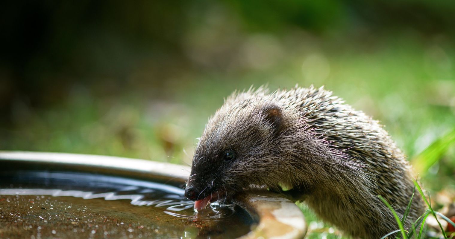 Wie die Stadt dem Igel das Leben schwer macht