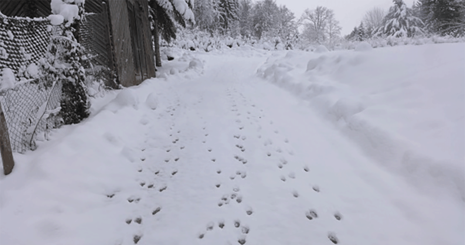 Spuren im Schnee: Welche Tiere wirklich dahinter stecken