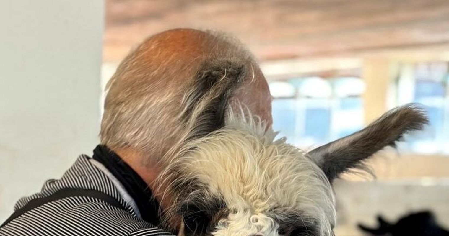 Auf dem Hof Vogelsang müssen auch Lamas zur Impfung