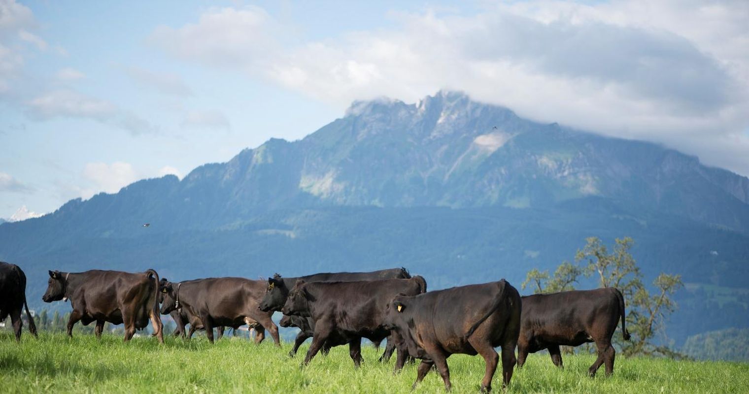 Frühling auf dem Hof: Wenn die Kühe plötzlich tanzen